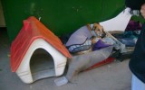 perrito parque