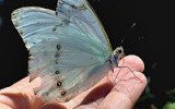 mariposa