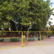 El Ombú Histórico del Parque Rivadavia fue vallado por seguridad y para realizar estudios sobre su estado.