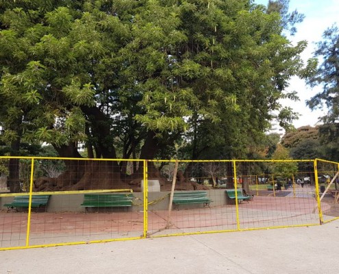 El Ombú Histórico del Parque Rivadavia fue vallado por seguridad y para realizar estudios sobre su estado.