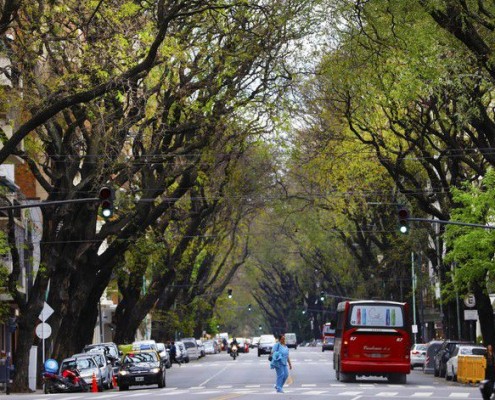 La Av, Pedro Goyena con su túnel de árboles de más de 20 metros de altura.