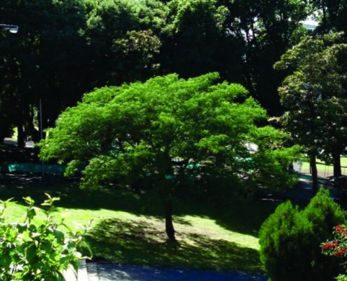 La especie tala fue declarada árbol representativo porteño por la Legislatura.